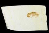 Bargain, Fossil Shrimp (Antrimpos) - Solnhofen Limestone #143797-1